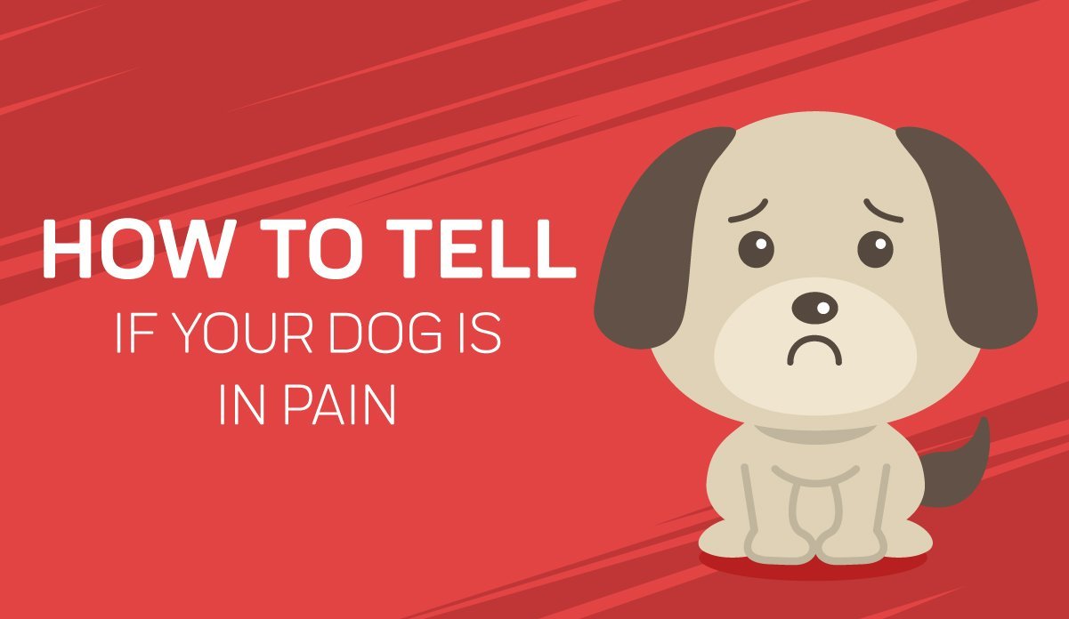 how do you know if your dog is in pain