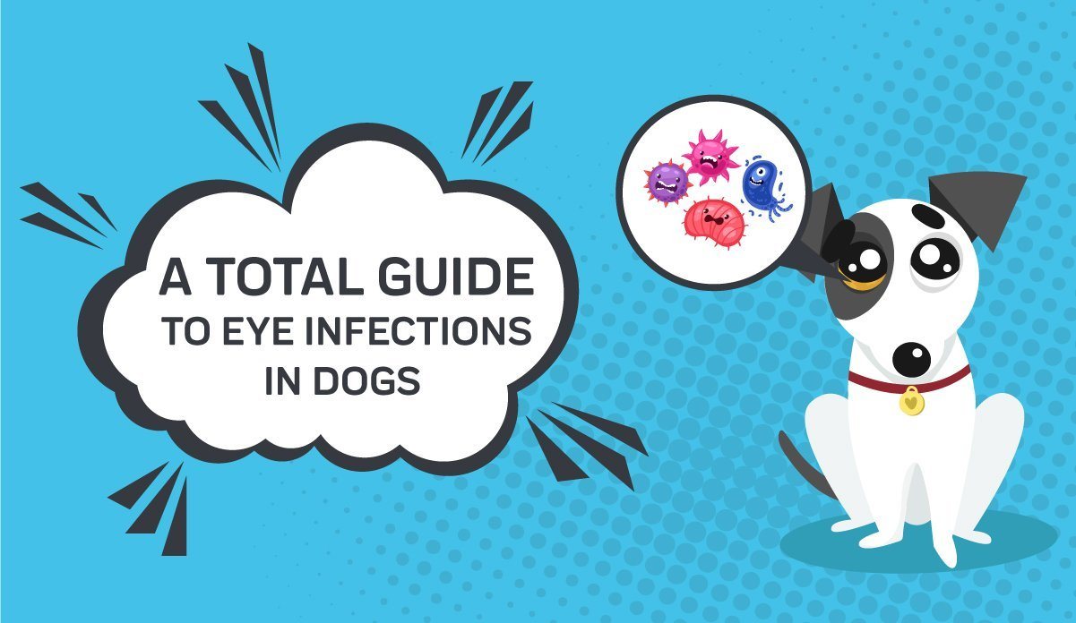 can you get eye infections from dogs