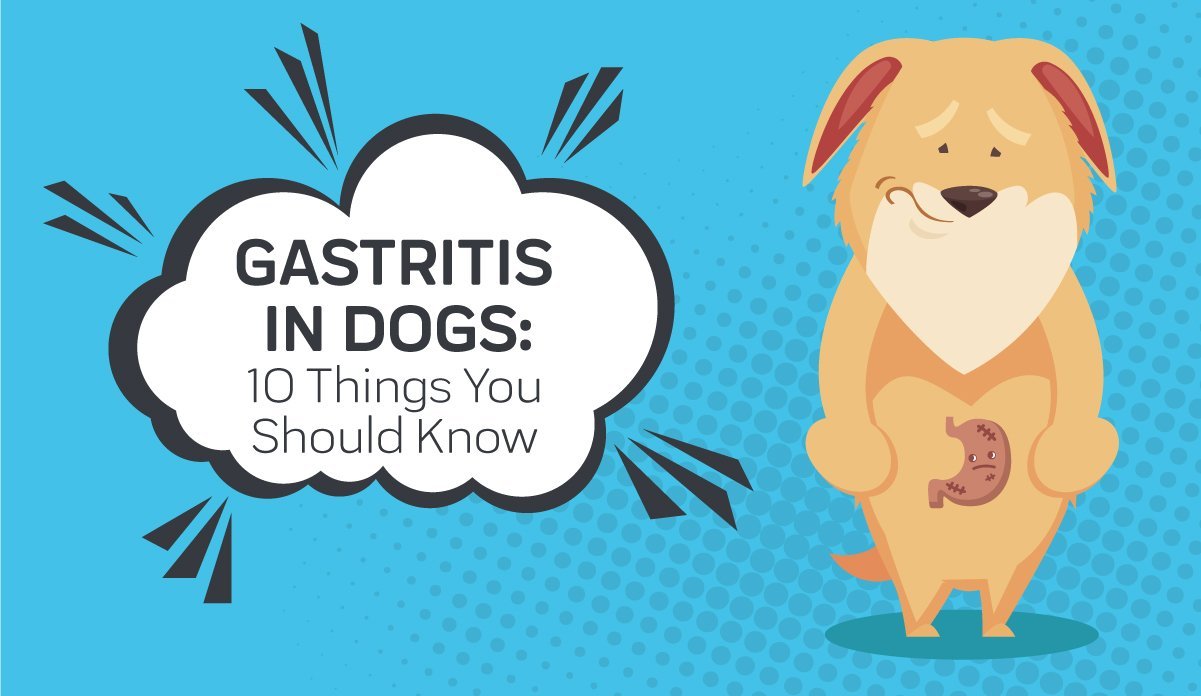 best dog food for gastritis