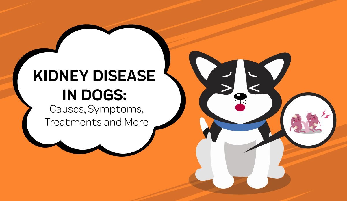 what are the symptoms of kidney failure in a dog
