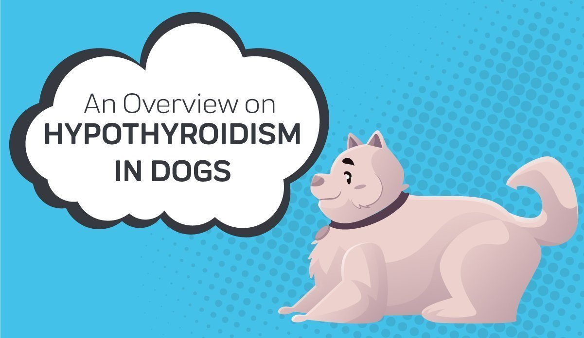 how is dog hypothyroidism diagnosed