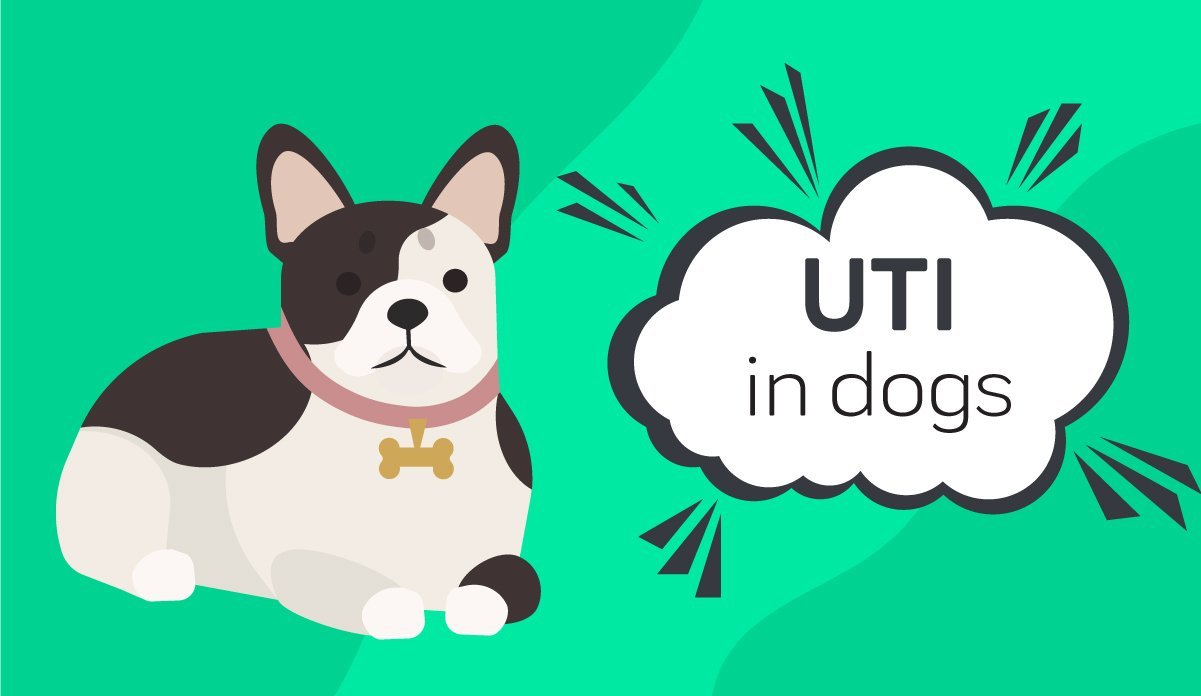 can dogs get uti from holding pee