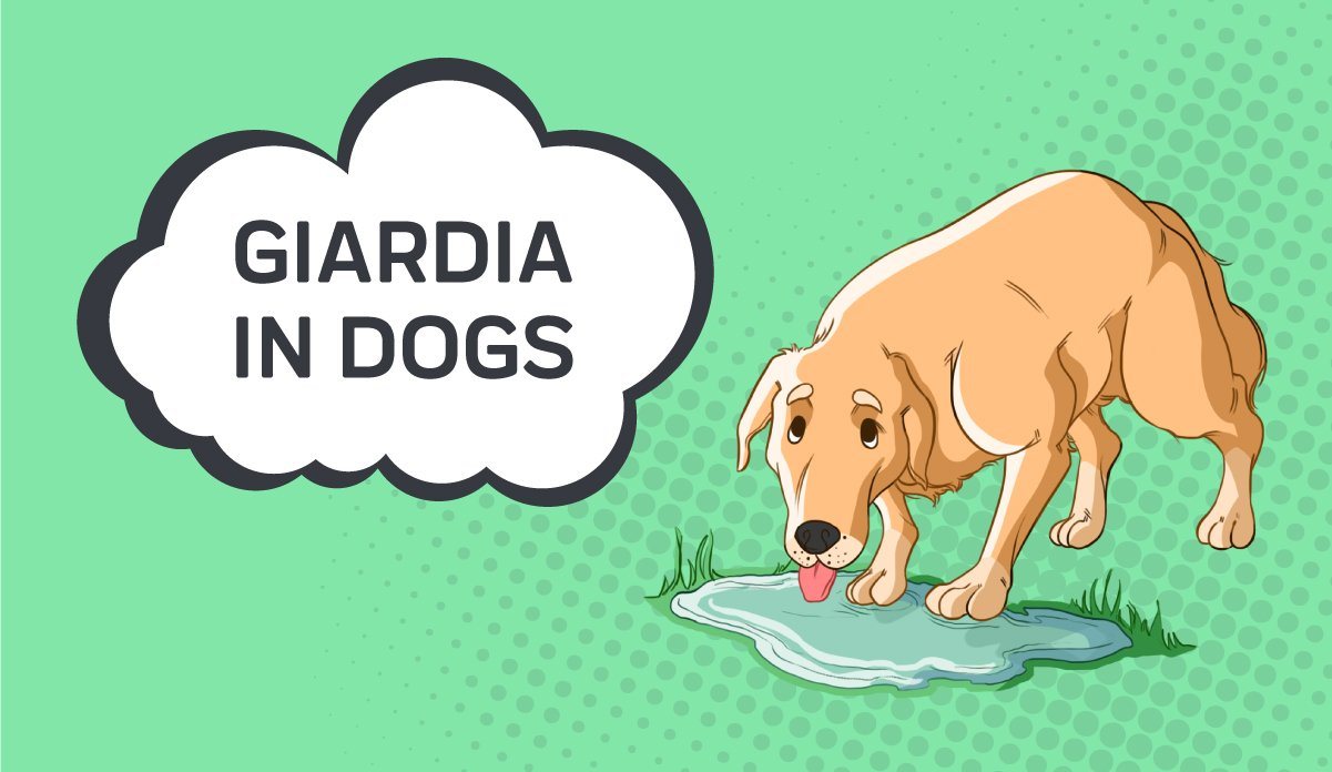 how long to treat giardia in dogs