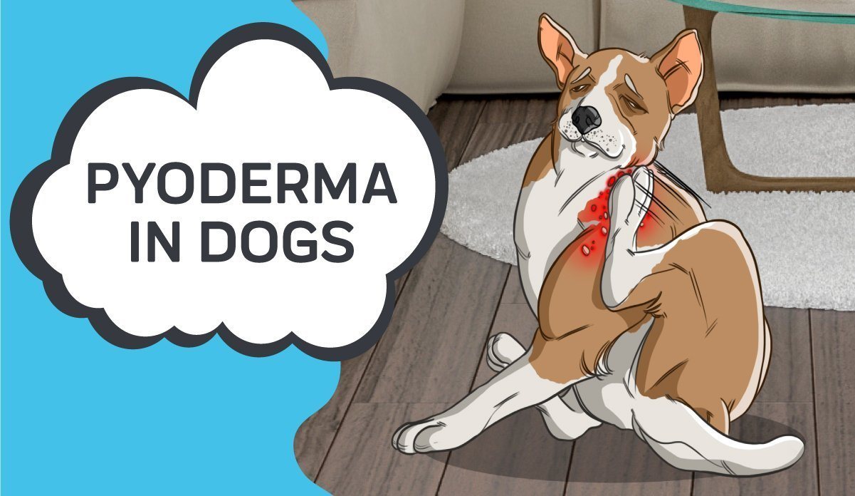 why does my dog keep getting pyoderma