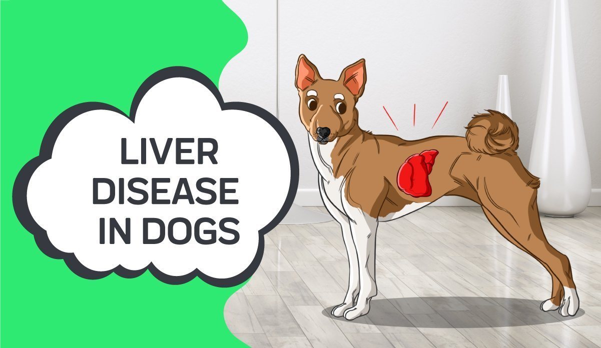 what can i feed my dog who has liver cancer