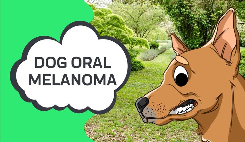 is melanoma painful for dogs