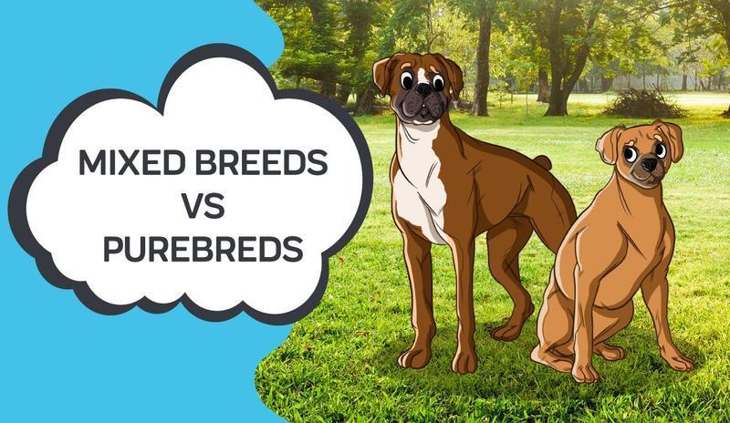 are mixed breed dogs sterile