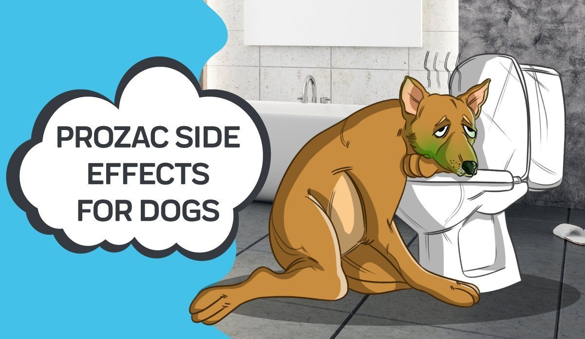 how will prozac help my dog