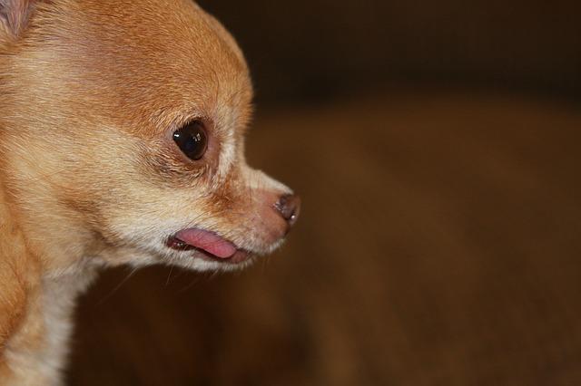 smallest chihuahua breed