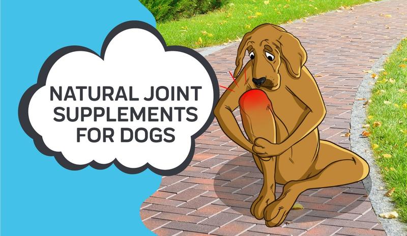 should dogs take joint supplements