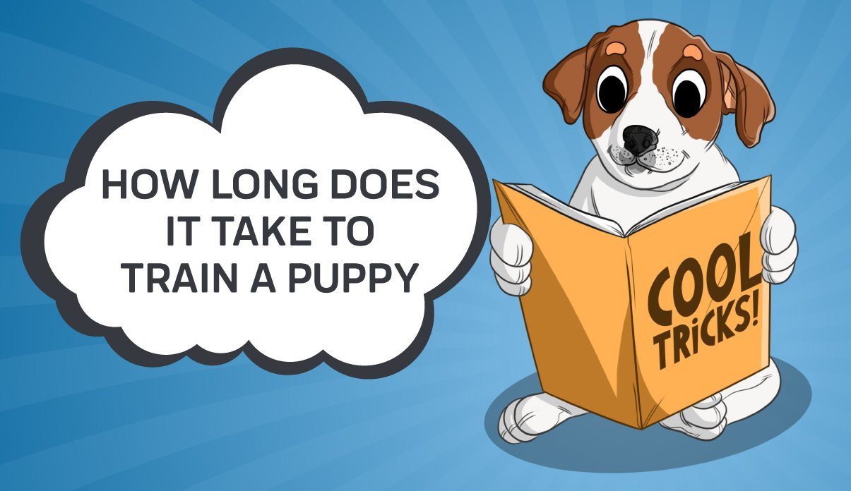 how much time should you spend training a puppy