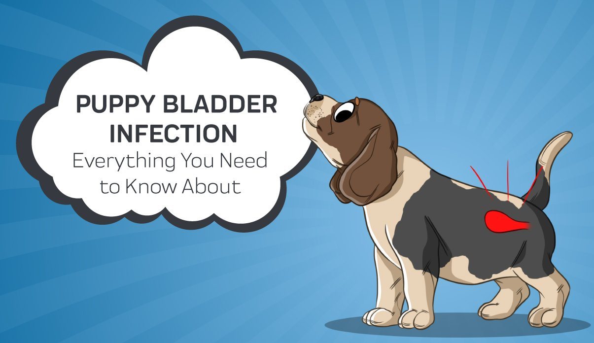 does my puppy have bladder infection