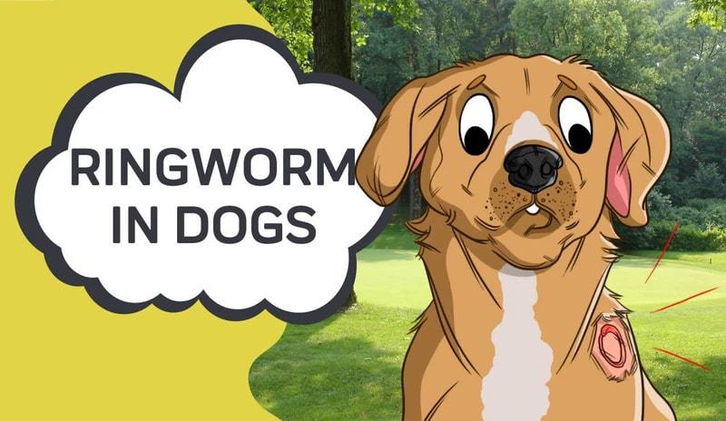 how long is a dog contagious with ringworm