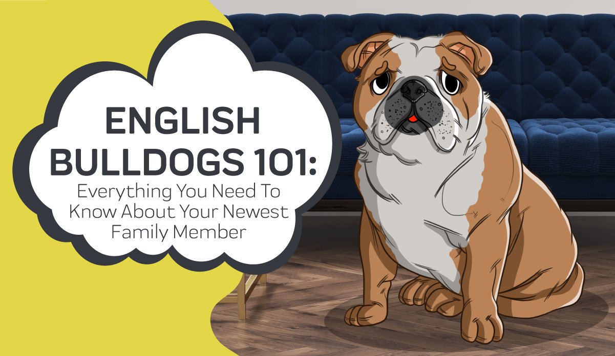 english bulldog done deal