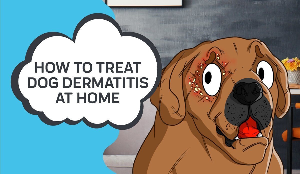 how do dogs get wet eczema