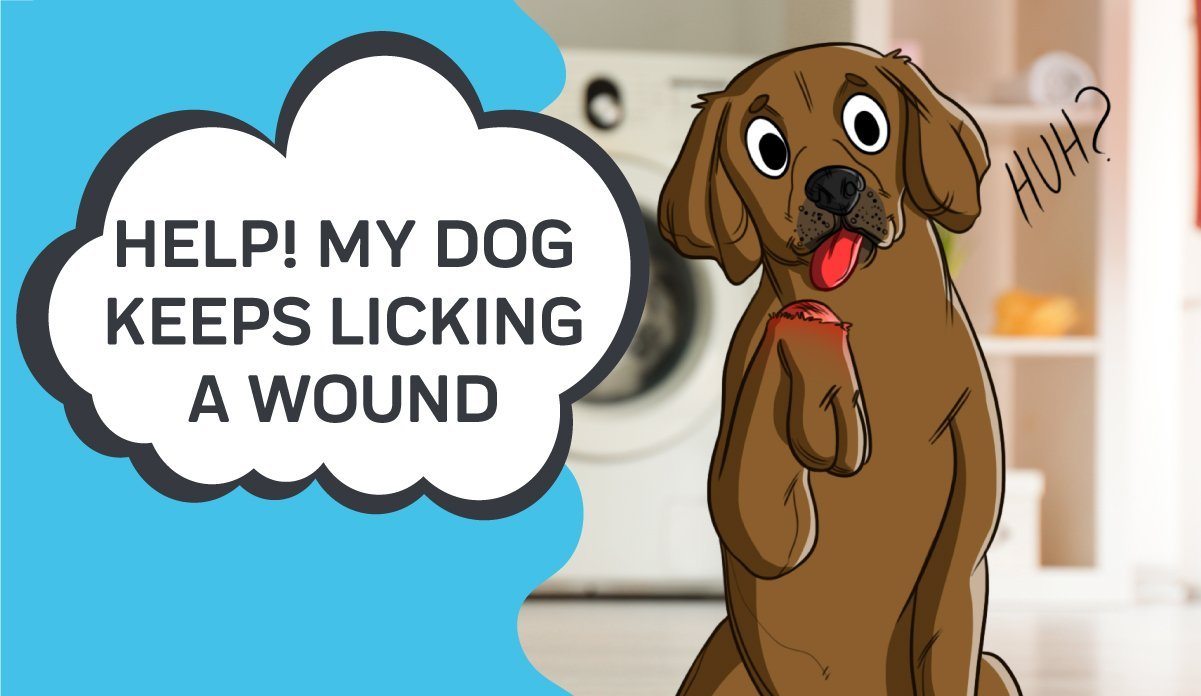 should i stop my dog from licking a wound