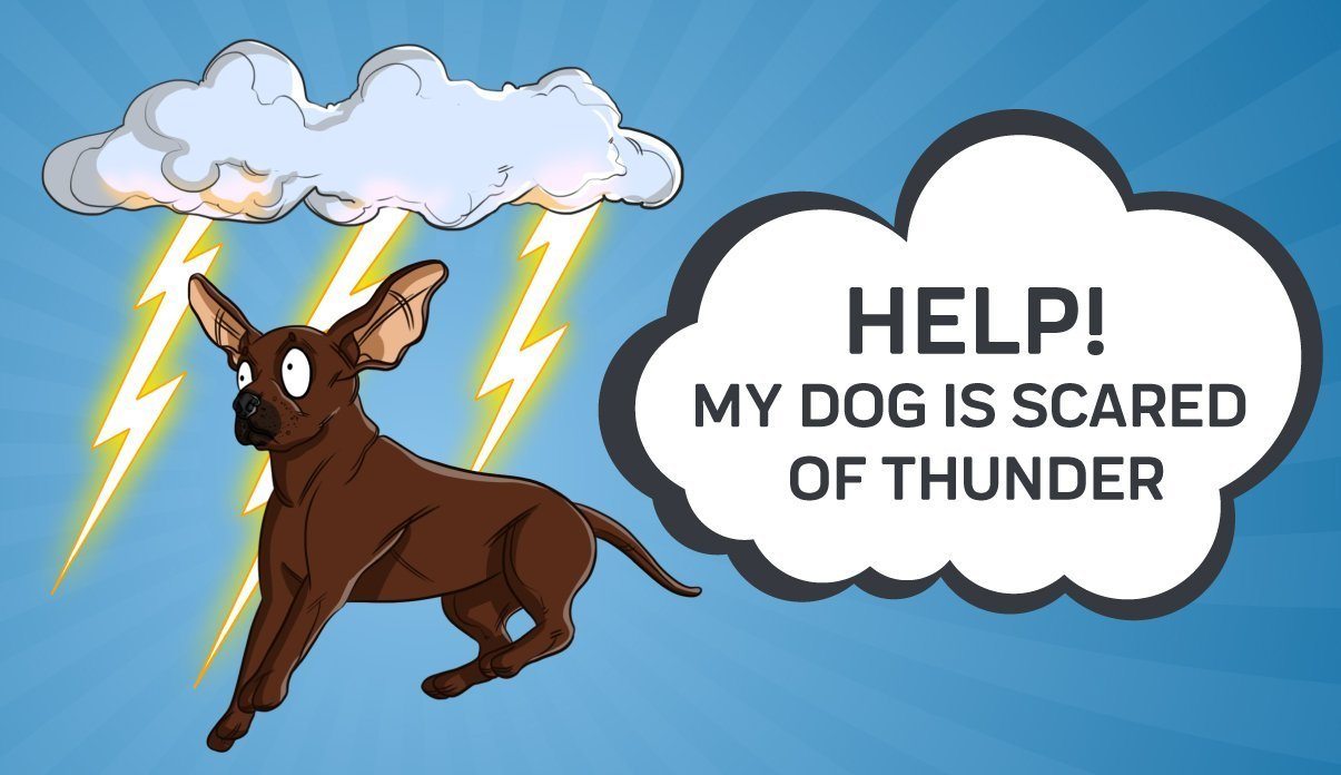 what to give a dog during a thunderstorm