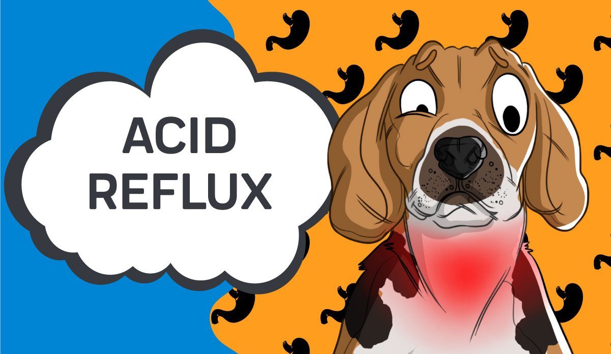 can i give my dog acid reflux medicine