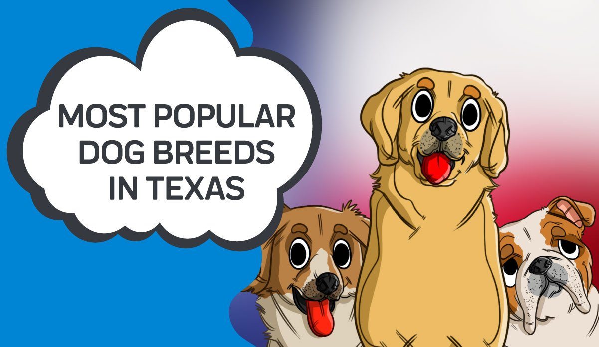 what is the most popular breed of dog