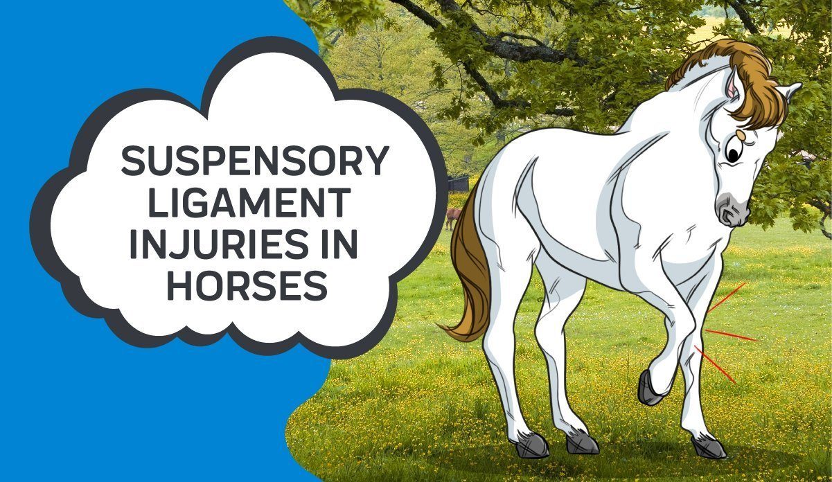 torn suspensory ligament horse