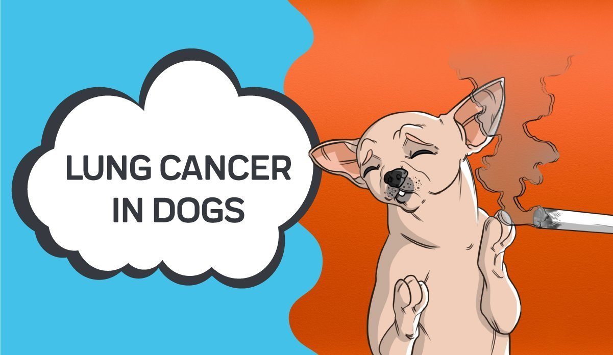 is lung cancer painful for dogs