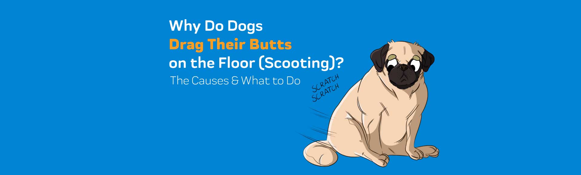 why do dogs scrape their bums on the floor