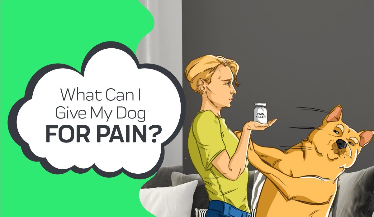 can dogs take ibuprofen or tylenol for pain