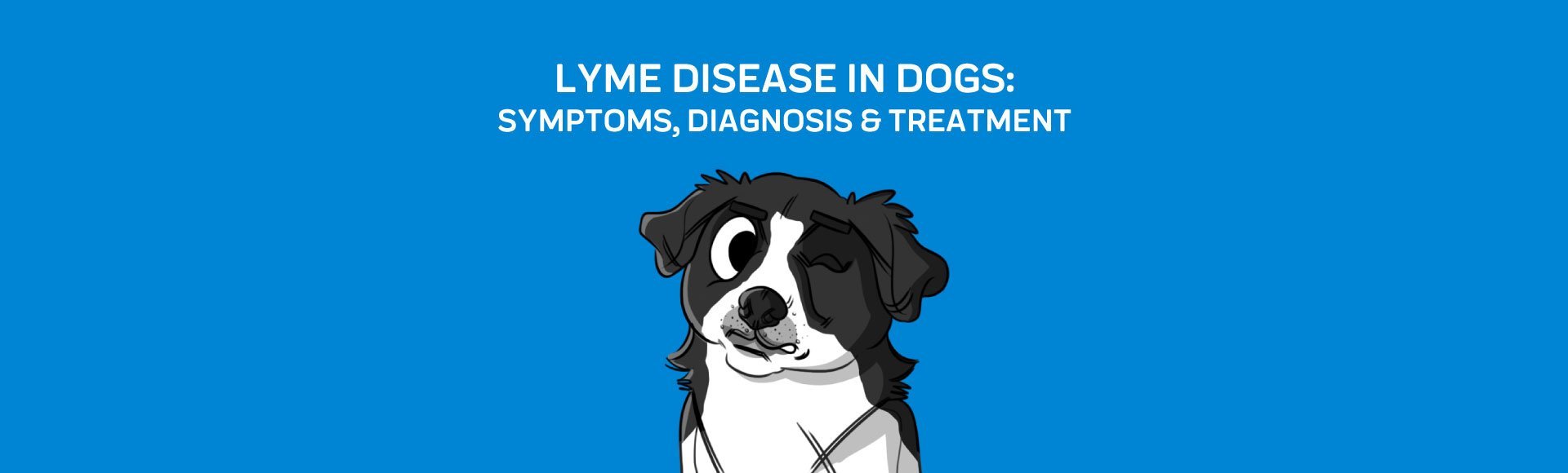 does amoxicillin treat lyme disease in dogs