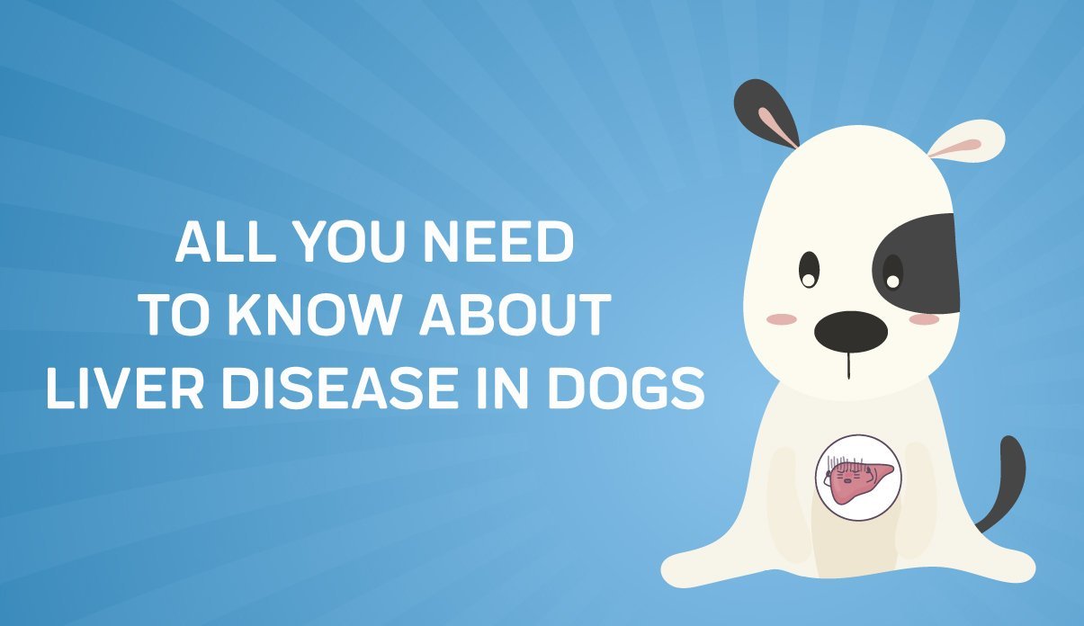 what are the signs of a dog with enlarged liver