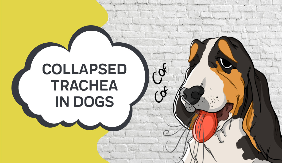 dog tracheal collapse home treatment