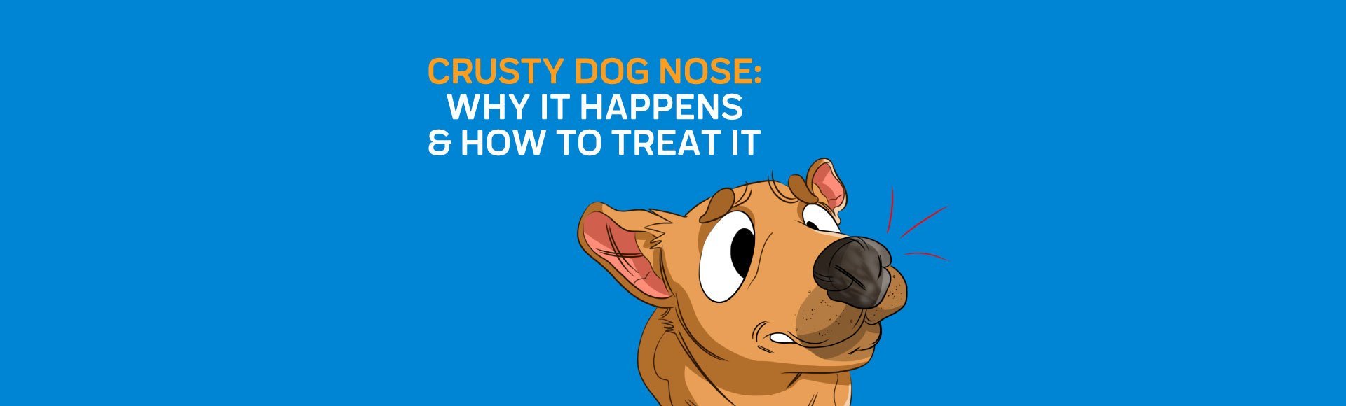 how do i clean my dogs crusty nose