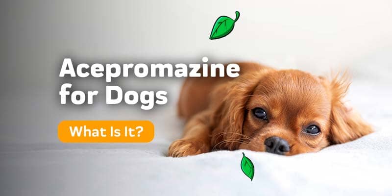what is a good sedative for a dog