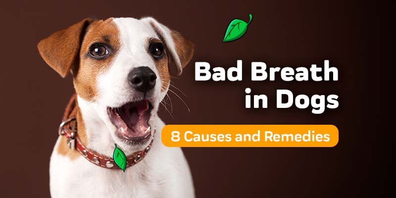 how to stop bad breath in my dog