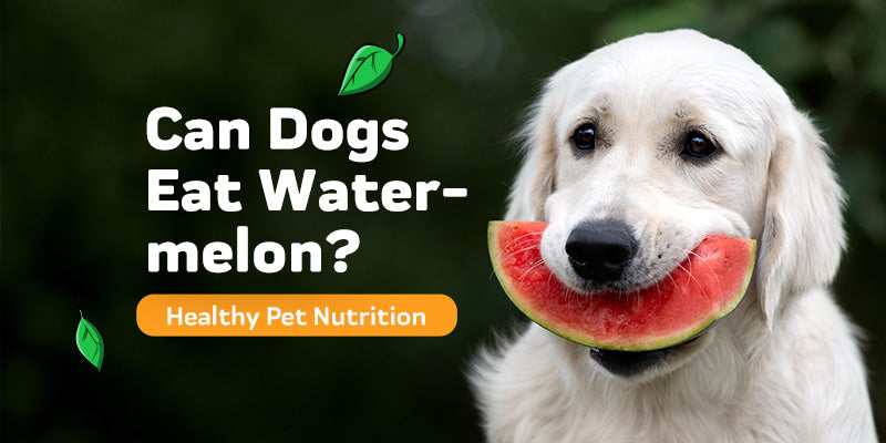 can puppys eat watermelon