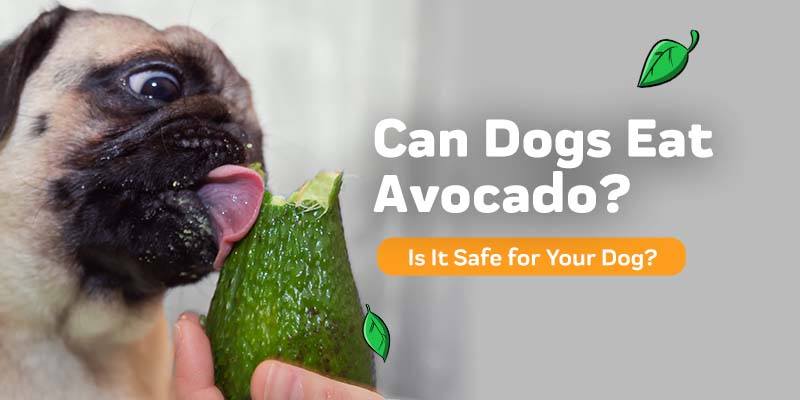 can a dog eat an avocado