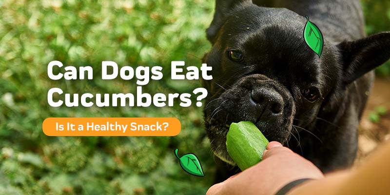 are cucumber peels safe for dogs