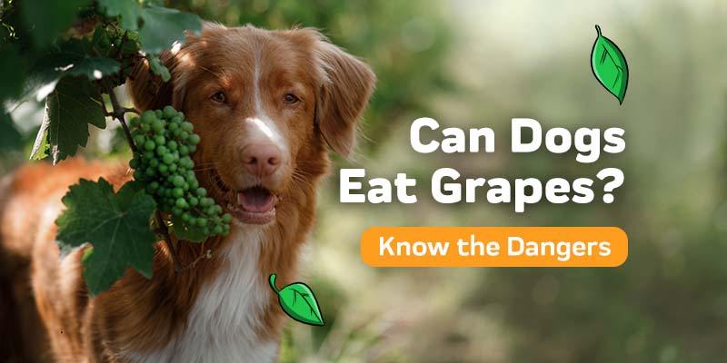 can bulldogs eat grapes