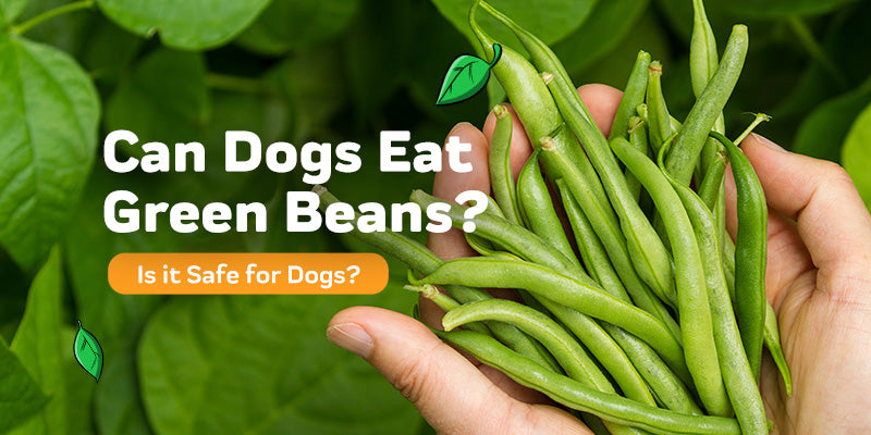 can dogs digest green beans