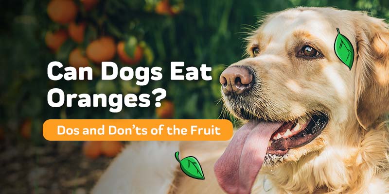 are oranges good for a dog