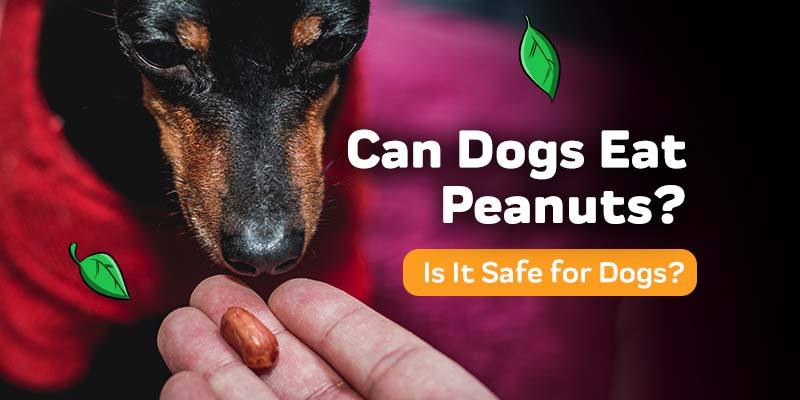 are dogs allowed to eat peanuts