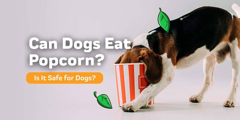 are popcorn kernels bad for dogs