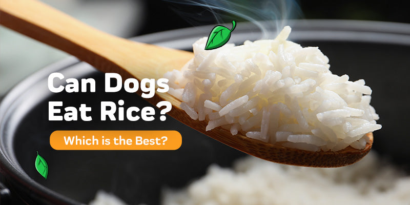 can labrador eat rice