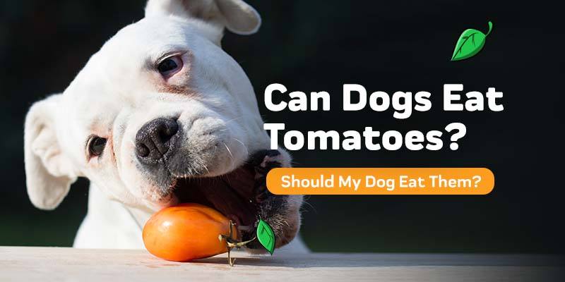 can dogs have tomatoes