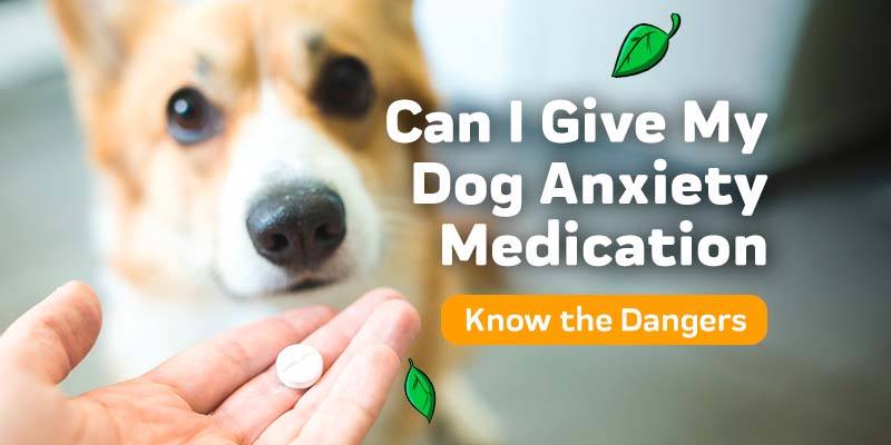 Can I give my dog anxiety medication 