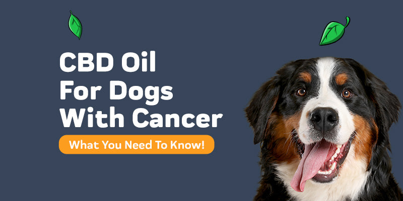 can dog cancer be cured
