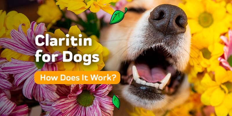 is it safe to give my dog claritin