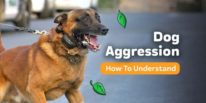 how can i help my dog with aggression