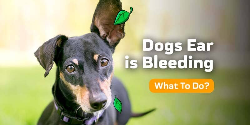 do ear tumors in dogs hurt