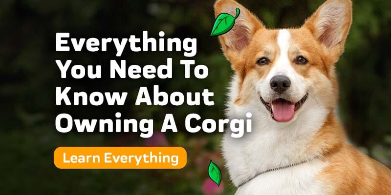 what you should know before getting a corgi
