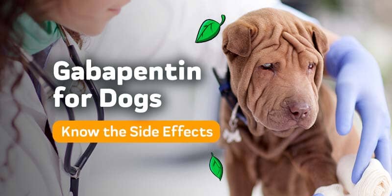 can gabapentin cause anxiety in dogs